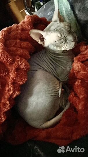 Кошка сфинкс бесплатно