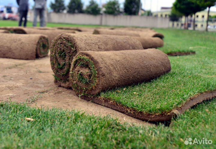 Газон рулонный с укладкой в наличии