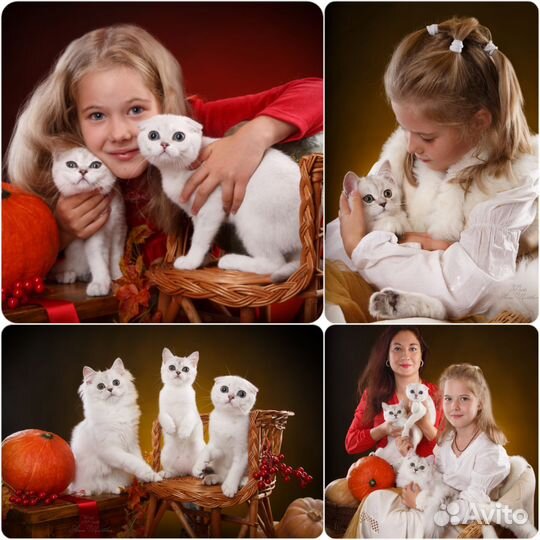 Уникальный фотопроект этой осени Аналогов нет