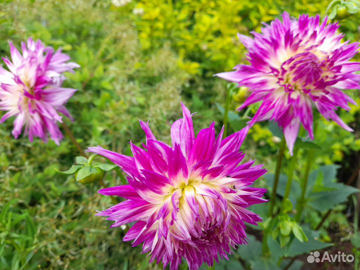 Георгины многолетние корни