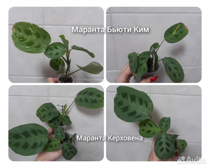 Комнатные цветы разные