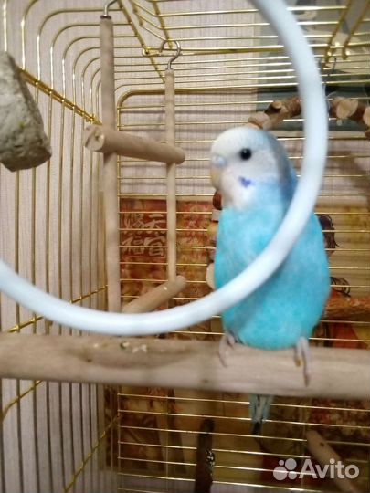 Ручные малыши карандаши волнистый попугай