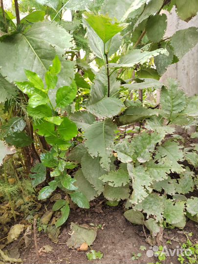 Сирень белая