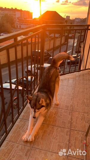 Сибирский хаски