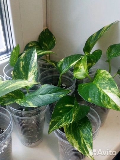 Сциндапсус эпипремнум эн-джой золотистый