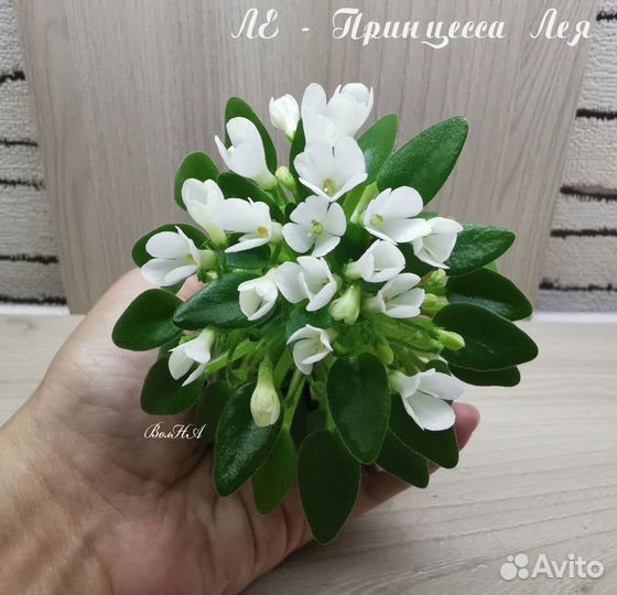 Фиалка ле-Принцесса Лея