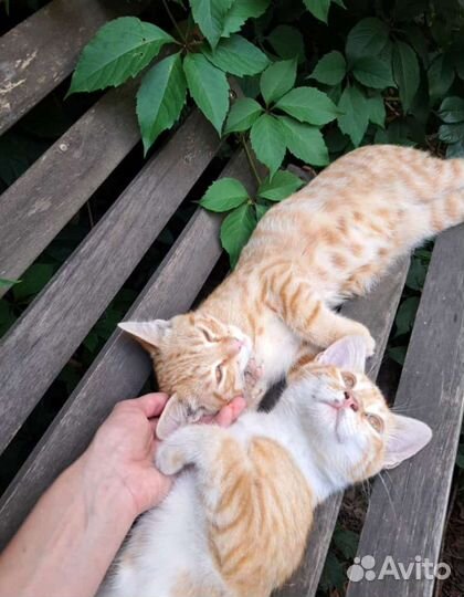 Котята в добрые руки