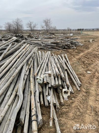 Кругляк дерево