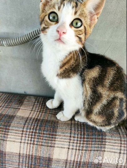 Отдам в добрые руки котят