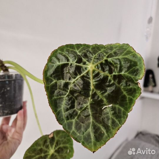 Бегония goegoensis низ