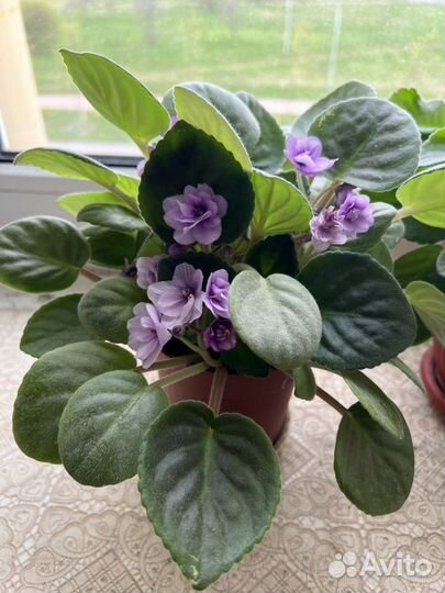 Фиалка фиолетовая