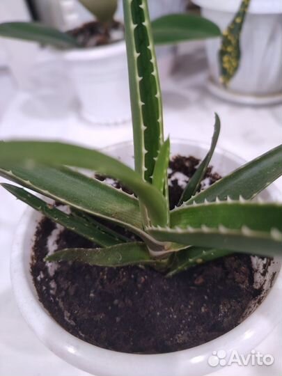 Цветок с горшком