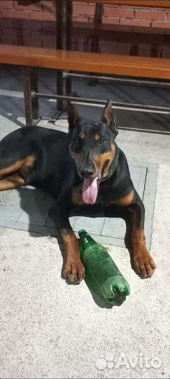Доберман вязка