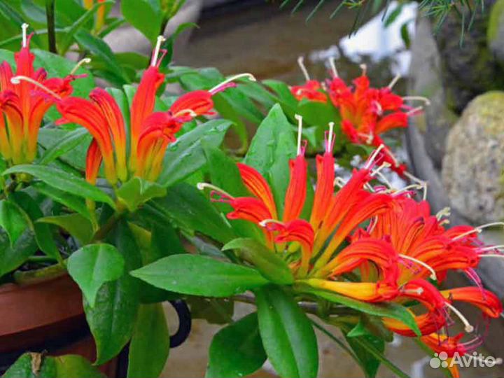 Эсхинантус (павлиний хвост)