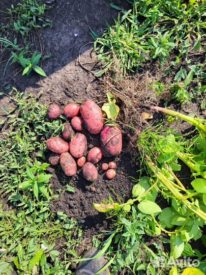Картофель Оптом от 20 тонн