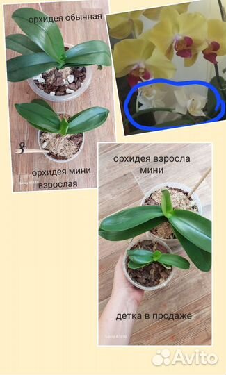 Орхидея фаленопсис мини