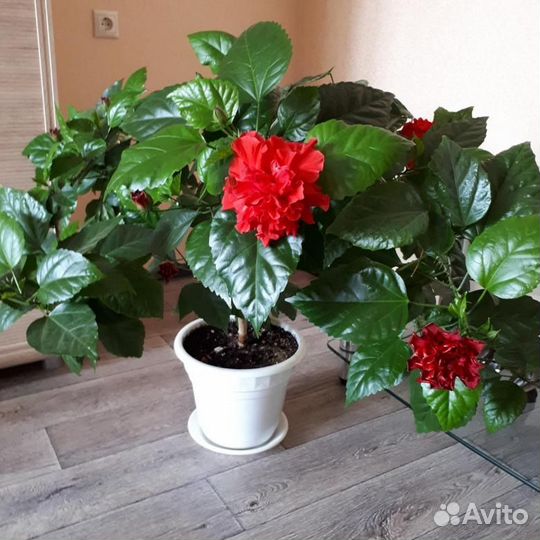 Комнатные растения цветы