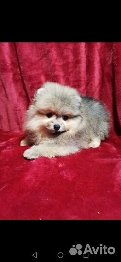 Шпице детки и шпицы подростки