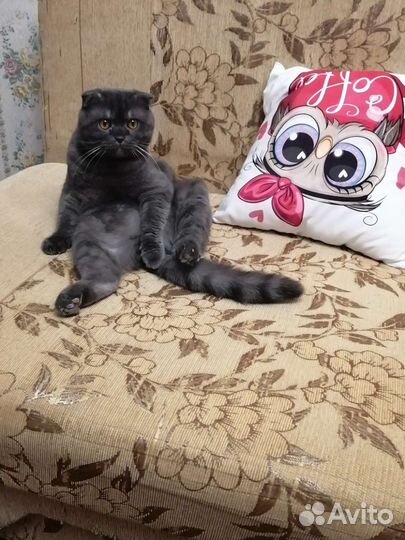 Шотландский кот вязка
