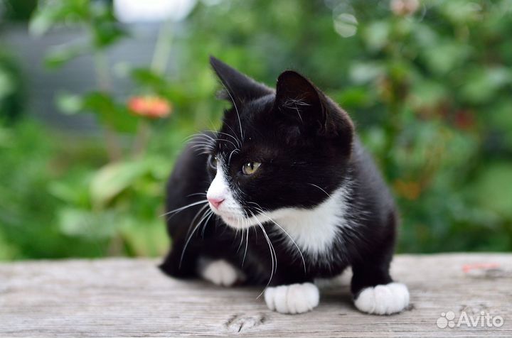 Котенок мальчик