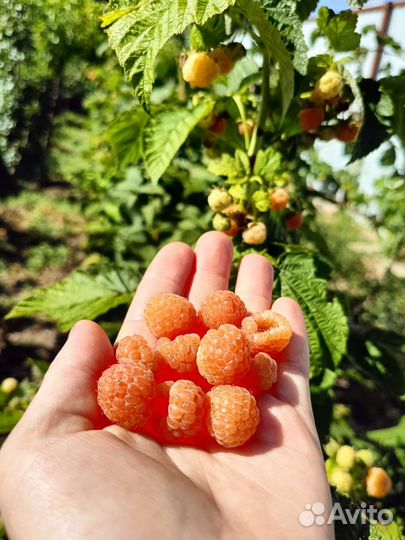 Вкусная малина самосбор