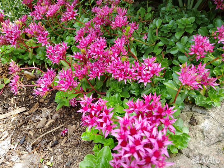 Очиток 2 вида