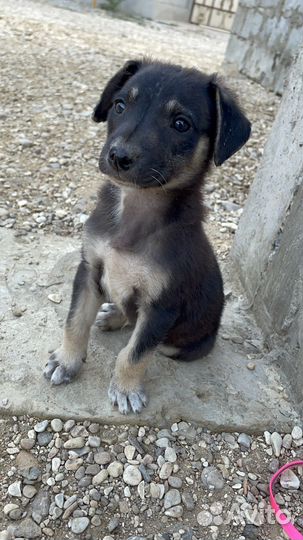 Отдаю в добрые руки щенков