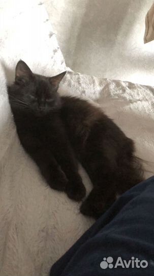 Кошечка Соня