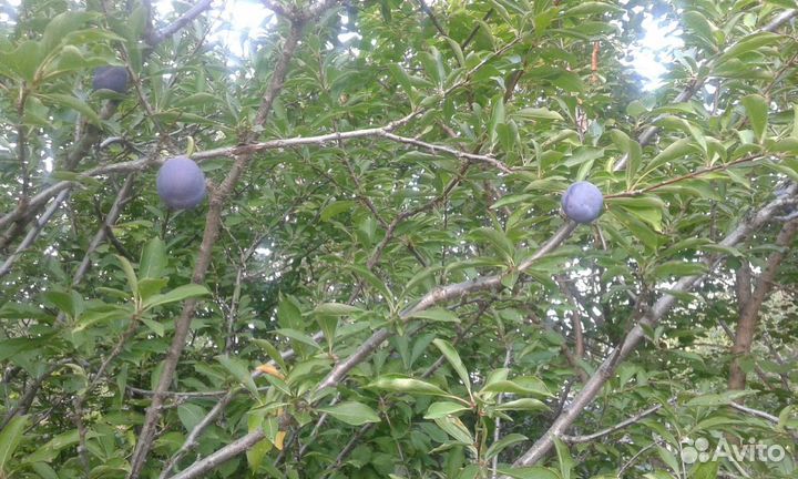 Саженцы абрикоса, яблони