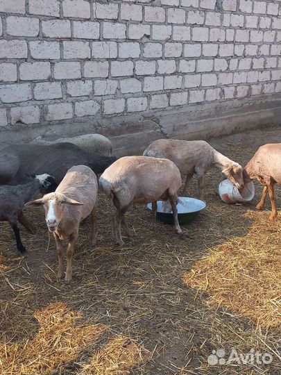 Козы,овцы