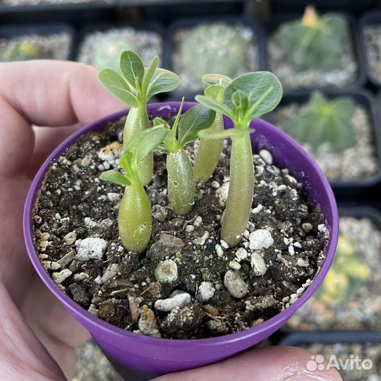 Сеянцы Adenium Arabicum MIX