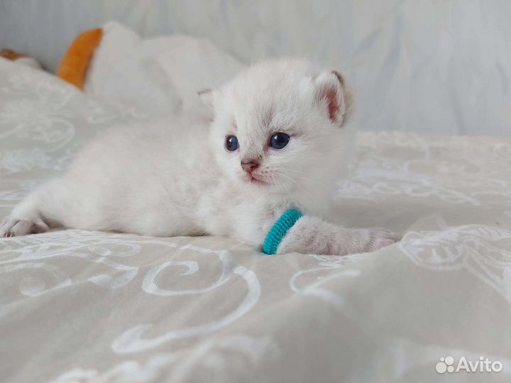 Британские котята