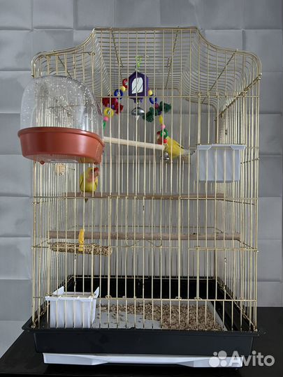 Попугай неразлучники с клеткой