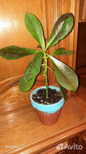 Малочай Синадениум Рубра