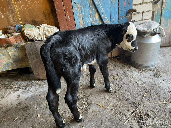 Корова и телёнок