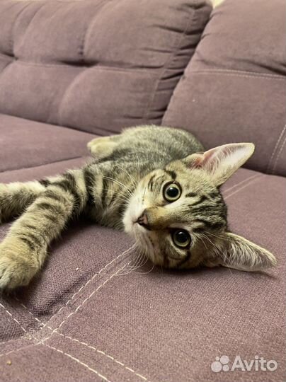 Пятнистые котята