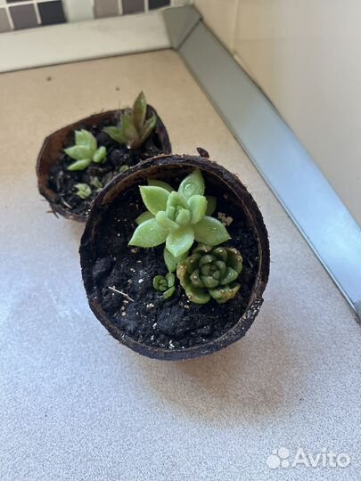 Суккуленты