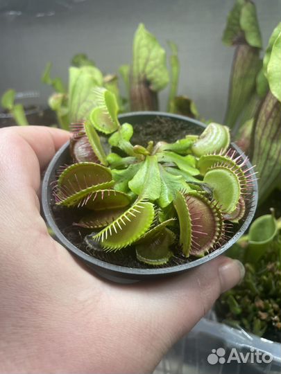 Венерина мухоловка дионея