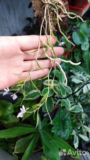 Миниорхидея Орстеделла