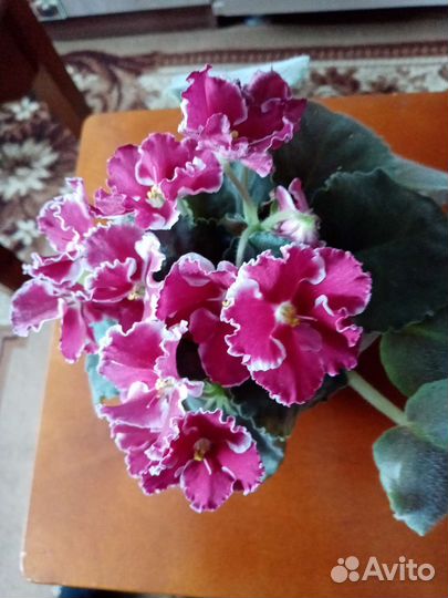 Комнатные растения