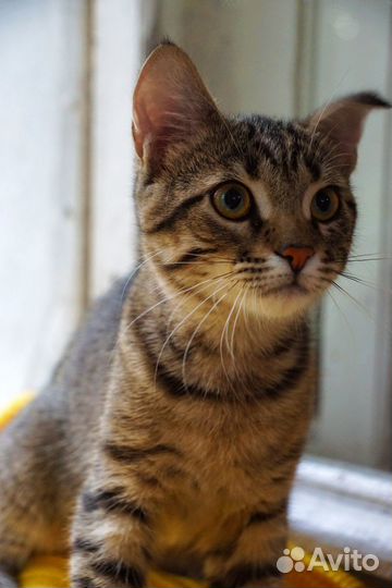 Тигровый полосатый котёнок