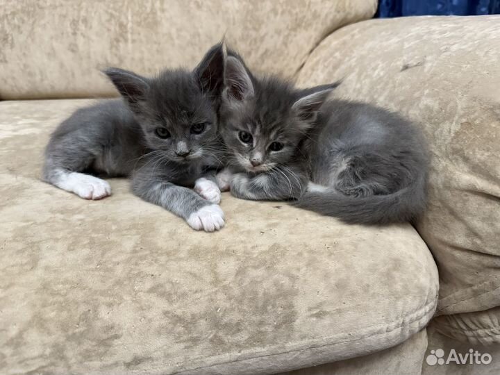 Мейн-кун девочка