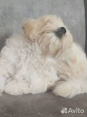 Щенки мальтипу f1