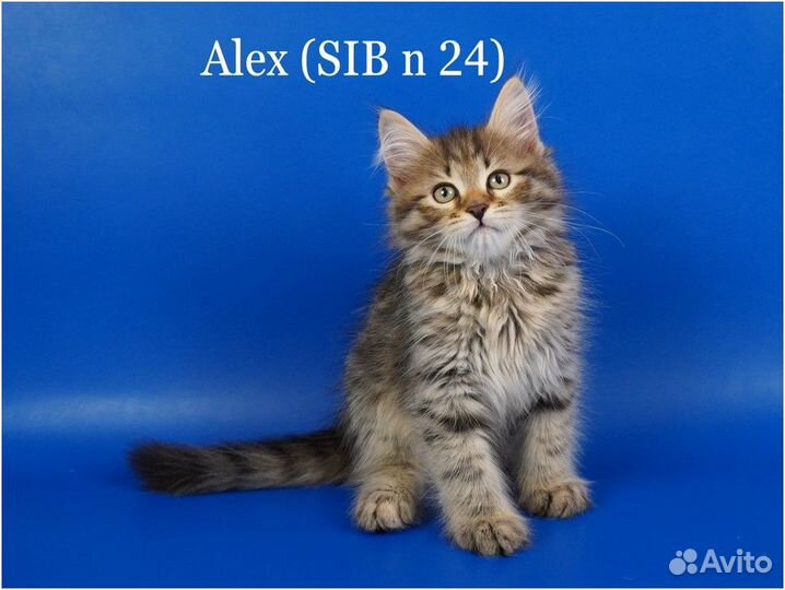 Сибирские котята с родословной традиционного окрас