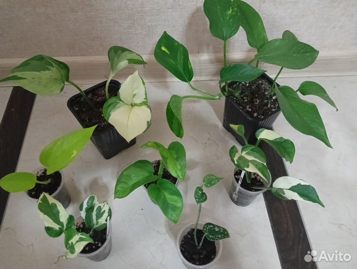 Сциндапсусы, эпипремнумы