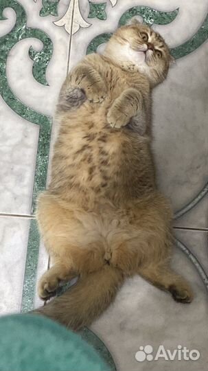 Кошка золотая шиншилла