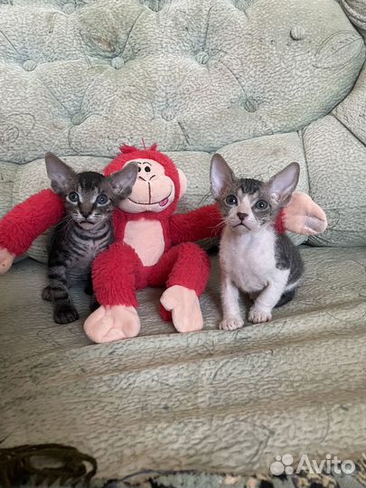 Котята сфинкс велюр