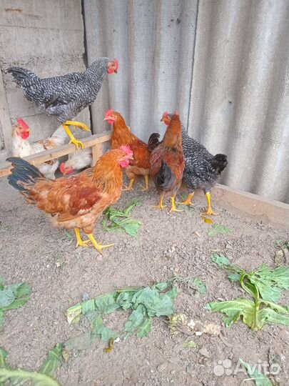 Молодые петухи