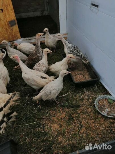 Индюки, утята