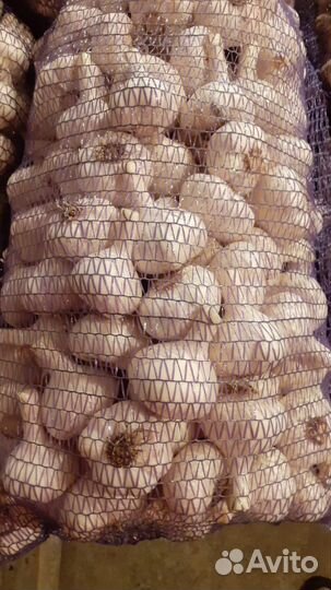 Чеснок Любаша